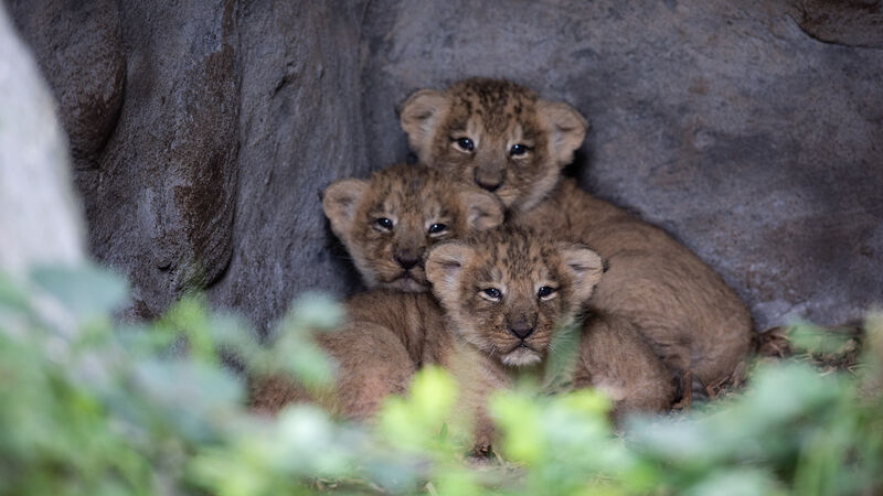 Trio of endangered Asiatic lion cubs born at Cork's Fota Wildlife Park