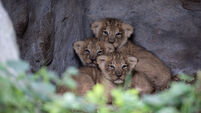 Trio of endangered Asiatic lion cubs born at Cork's Fota Wildlife Park