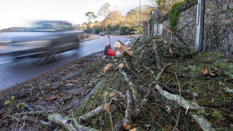 Cork TD warns dead ash trees pose ‘serious risk’ to road users Cork TD warns dead ash trees pose ‘serious risk’ to road users