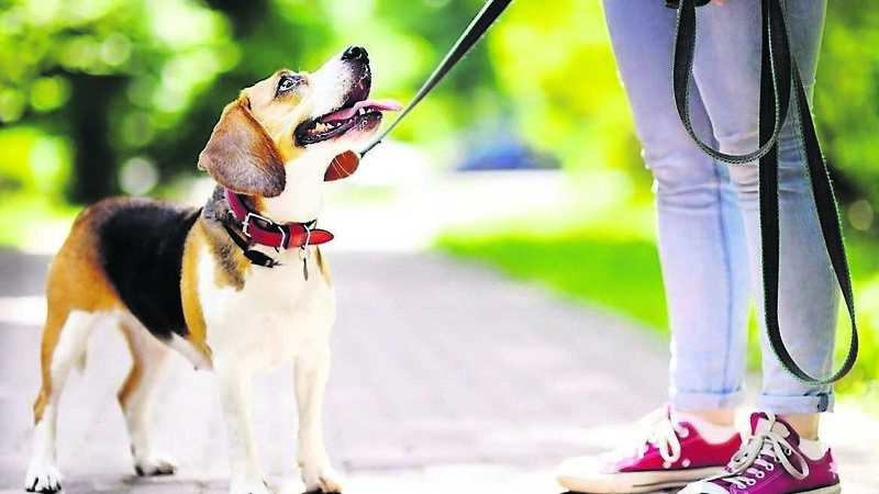 Owning a dog: What you need to know... Owning a dog: What you need to know...