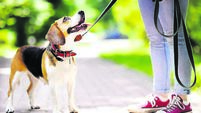 Young woman with Beagle dog in the park