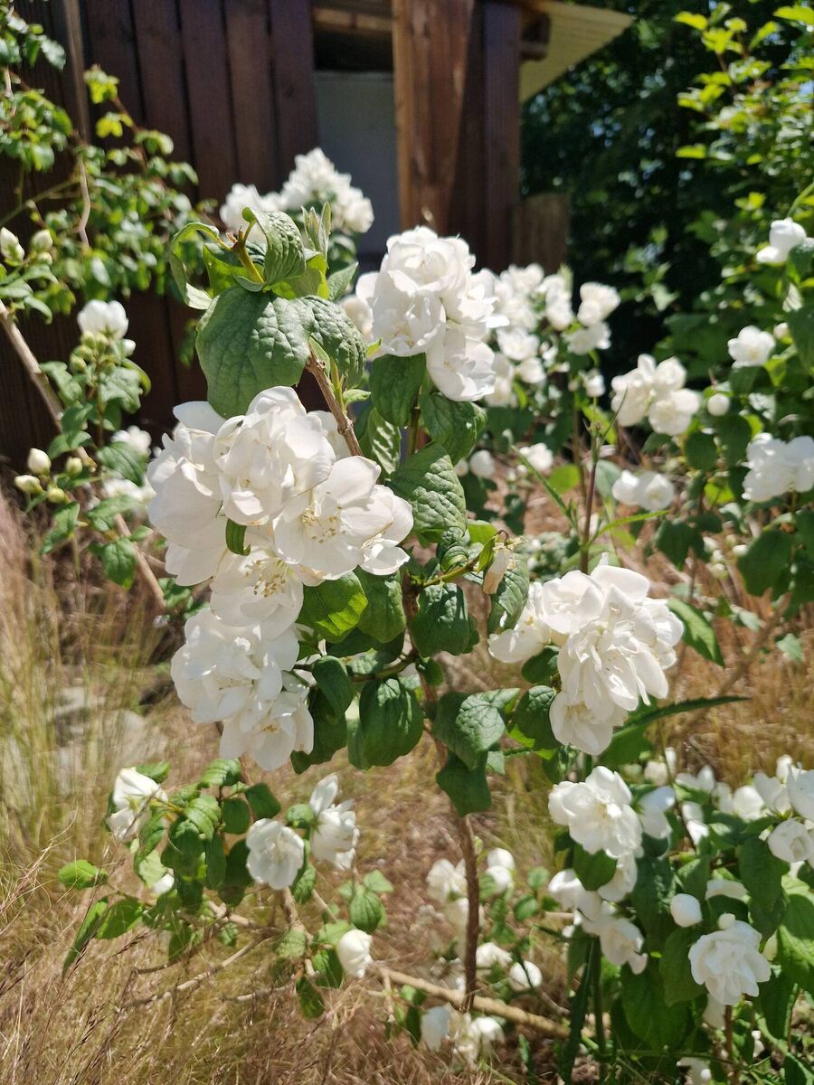 Philadelphus x virginalis. Philadelphus x virginalis.