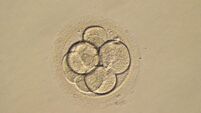 Couple sue fertility clinic over loss of embryos