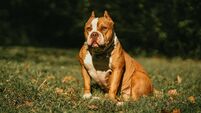 Cork councillor says XL Bully dog ban requires enforcement
