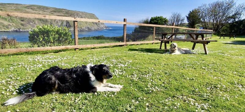 Milo the dog, left and right Una.