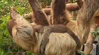 Fota announces arrival of second ever sloth to be born at the wildlife park