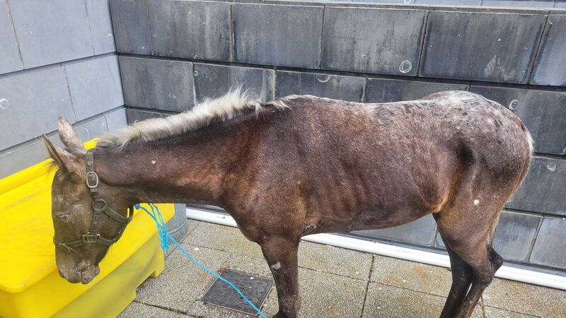 Gardaí seize pony in 'poor condition' after owner used it to travel to Anglesea St station Gardaí seize pony in 'poor condition' after owner used it to travel to Anglesea St station