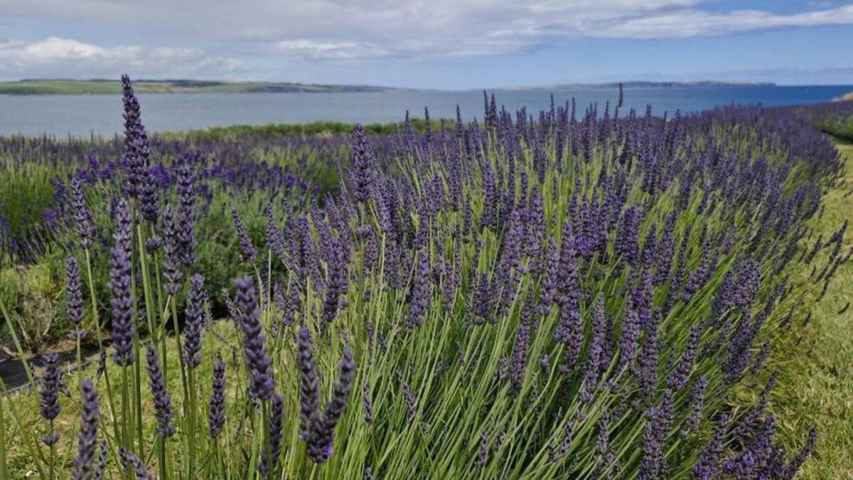 My visit to Cork lavender farm was heaven-scent