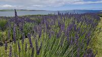 My visit to Cork lavender farm was heaven-scent