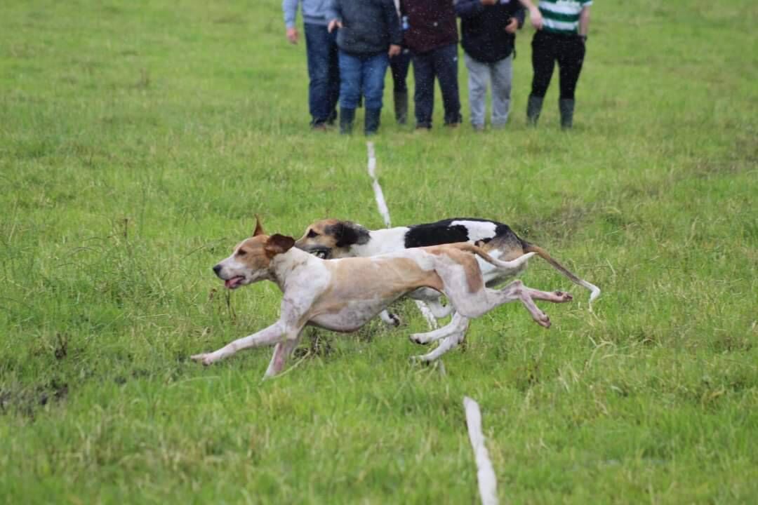 Cork Draghunting: Blue Daisy of Southern/Carrigaline Harriers nearest camera winning the Peter Barrett Senior Memorial draghunt from High Miss of Griffin United at Ballineen. 