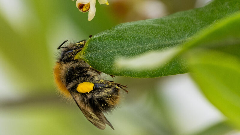 All About Cork: To be a bee in a swarming summer of endless gloom All About Cork: To be a bee in a swarming summer of endless gloom