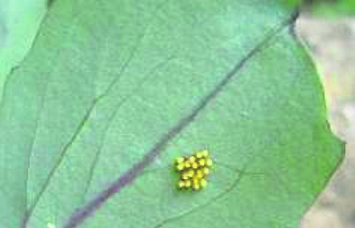It’s time to be vigilant for the yellow eggs of the cabbage white butterfly on the back of brassica leaves It’s time to be vigilant for the yellow eggs of the cabbage white butterfly on the back of brassica leaves