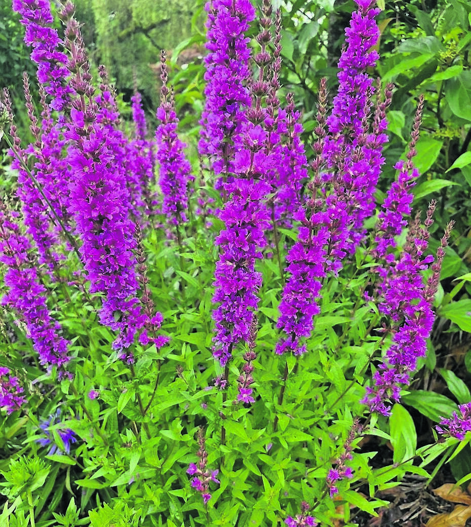 Lythrum salicaria ‘Robin’ - see Plant of the Week Lythrum salicaria ‘Robin’ - see Plant of the Week