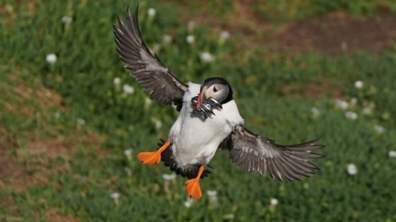 Protection area could mean brighter future for puffins on Saltee Islands Protection area could mean brighter future for puffins on Saltee Islands