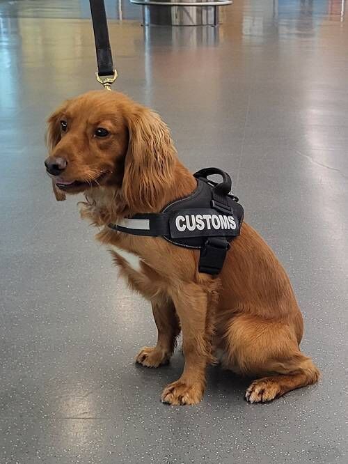 Detector dog Rua, hard at work at the Port of Cork Detector dog Rua, hard at work at the Port of Cork