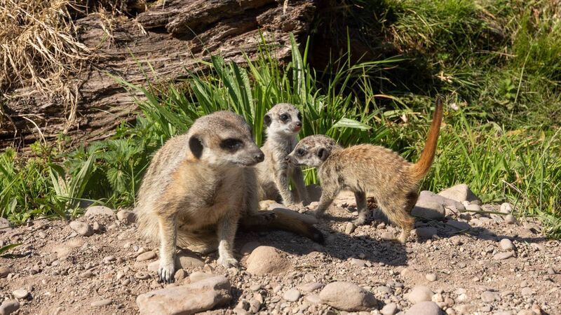 Two meerkat pups born at Fota Wildlife Park