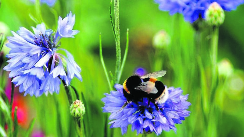 Where did all the insects, bees and butterflies buzz off to? Where did all the insects, bees and butterflies buzz off to?