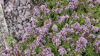 In the Garden: 10 plants that will ensure insects thrive