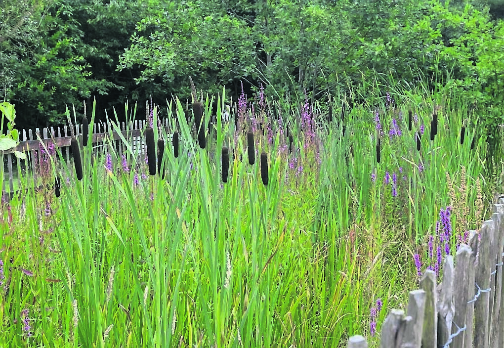 Reeds and water plants growing around the pond at Marymount University Hospital and Hospice, Cork. Reeds and water plants growing around the pond at Marymount University Hospital and Hospice, Cork.