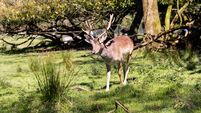 Cork woods to benefit from funding to improve visitor experiences at forests around Ireland