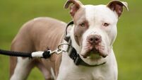 Baby girl rushed to hospital after attack by XL Bully dog