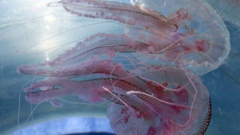 Warning after person injured following influx of mauve stinger jellyfish in Donegal Warning after person injured following influx of mauve stinger jellyfish in Donegal