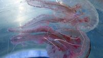 Warning after person injured following influx of mauve stinger jellyfish in Donegal