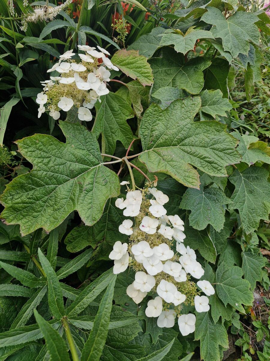 Oak leaf hydrangea enjoying the summer. Oak leaf hydrangea enjoying the summer.