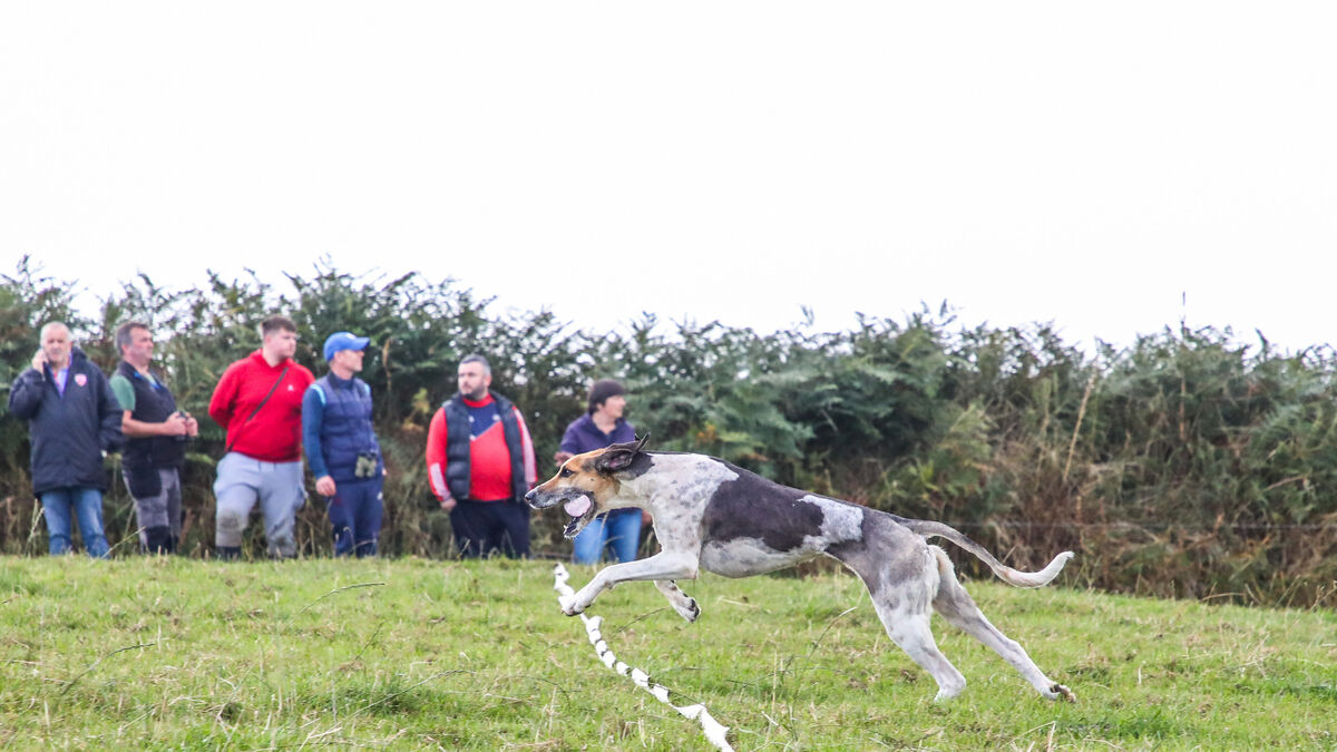 Donal O'Mahony Senior Draghunting: Outstanding win for High Miss