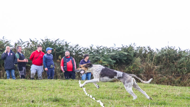 Donal O'Mahony Senior Draghunting: Outstanding win for High Miss