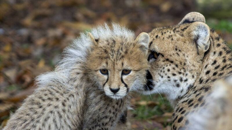 Fota Wildlife Park in process of contacting customers following cyber attack