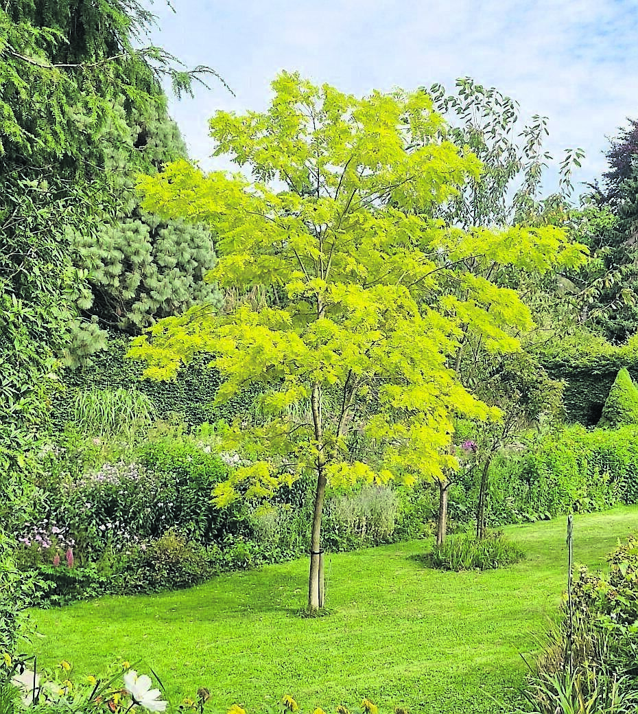 Robinia speudoacacia ‘Frisia’ making a fine Robinia speudoacacia ‘Frisia’ making a fine