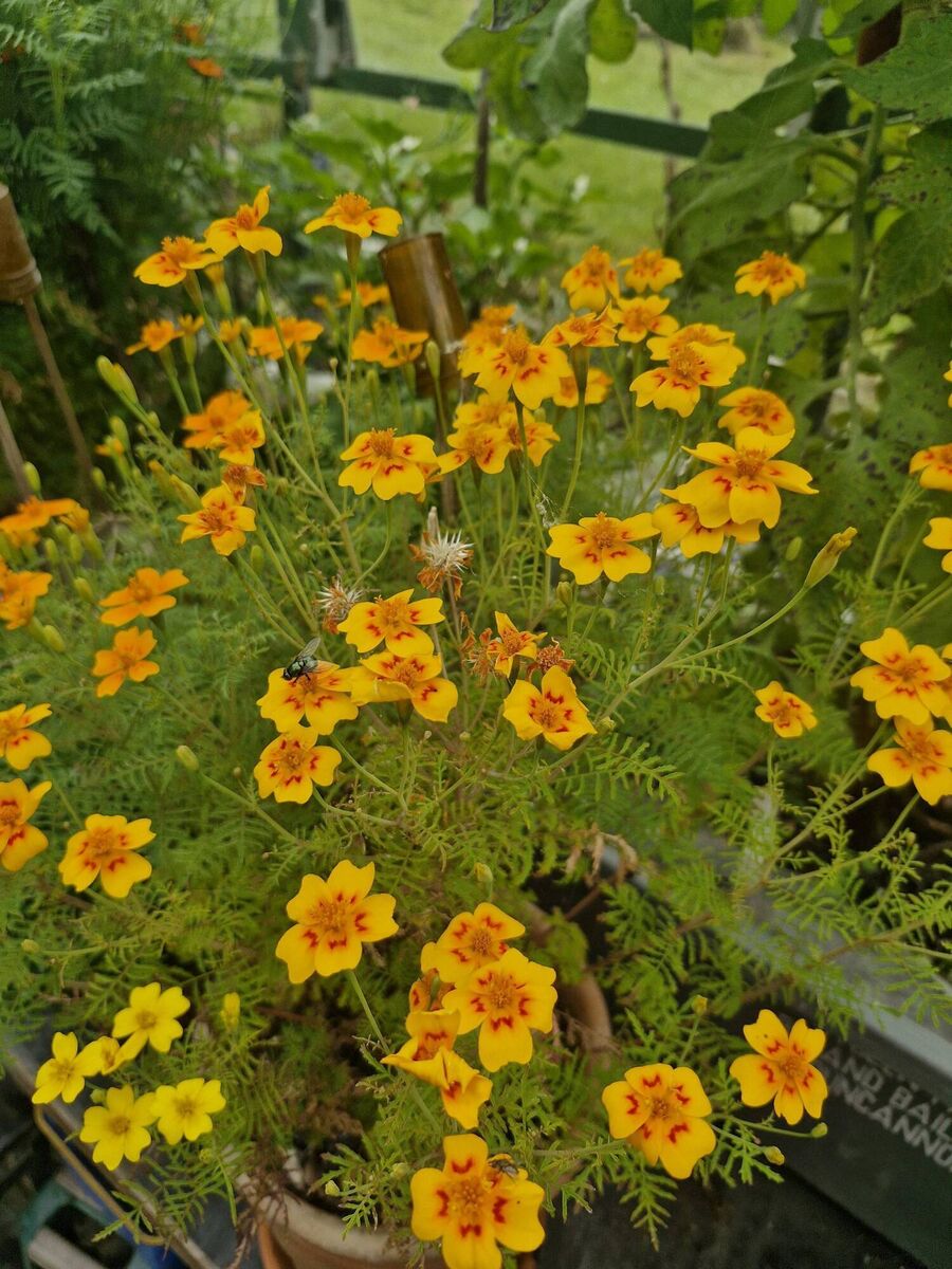Tagetes tenuifolium 'Gem Mix'. Tagetes tenuifolium 'Gem Mix'.
