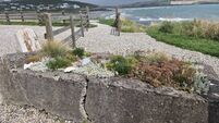A West Cork garden at the edge of the Atlantic Ocean