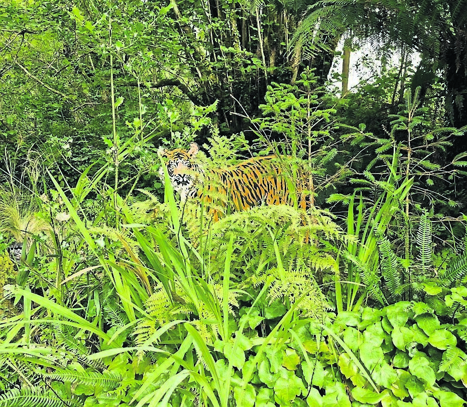 A 'tiger' protects the western boundary. A 'tiger' protects the western boundary.