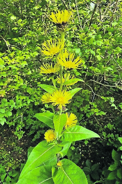 Inula racemmosa producing late summer colour. Inula racemmosa producing late summer colour.
