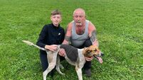 Cork Draghunting: Not Now May is puppy champion