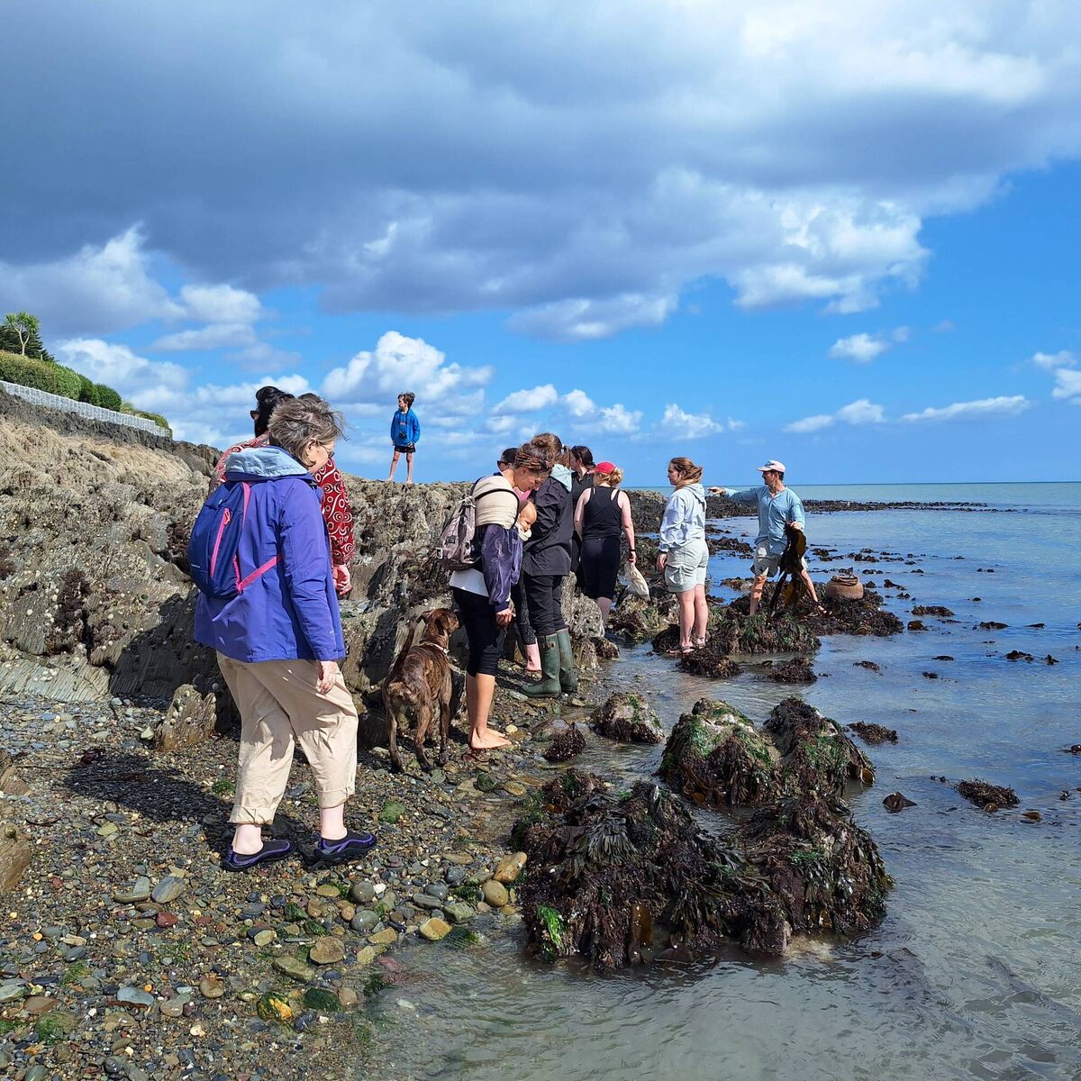 The seaweed foraging event at Fountainstown Beach. Picture: Daithí Brooks
