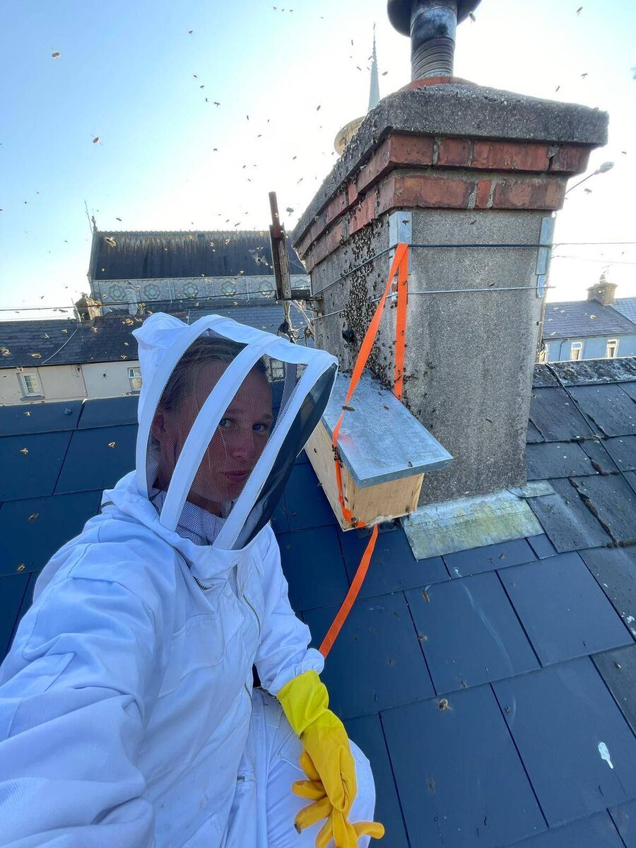  Kate rescuing a swarm of bees from a chimney.