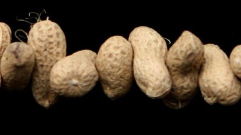Peanut allergy sufferers warned to avoid mustard after contamination scare Peanut allergy sufferers warned to avoid mustard after contamination scare