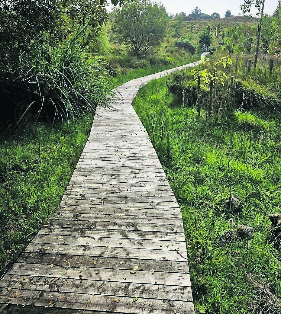 The boardwalk leading out into the forest project beyond, at Gearha Garden, near Blackwater in Co. Kerry The boardwalk leading out into the forest project beyond, at Gearha Garden, near Blackwater in Co. Kerry