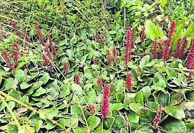 Gunnera prorepens. Gunnera prorepens.