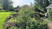 Calling all Cork garden enthusiasts... here's a green haven to visit in the wilds of Kerry