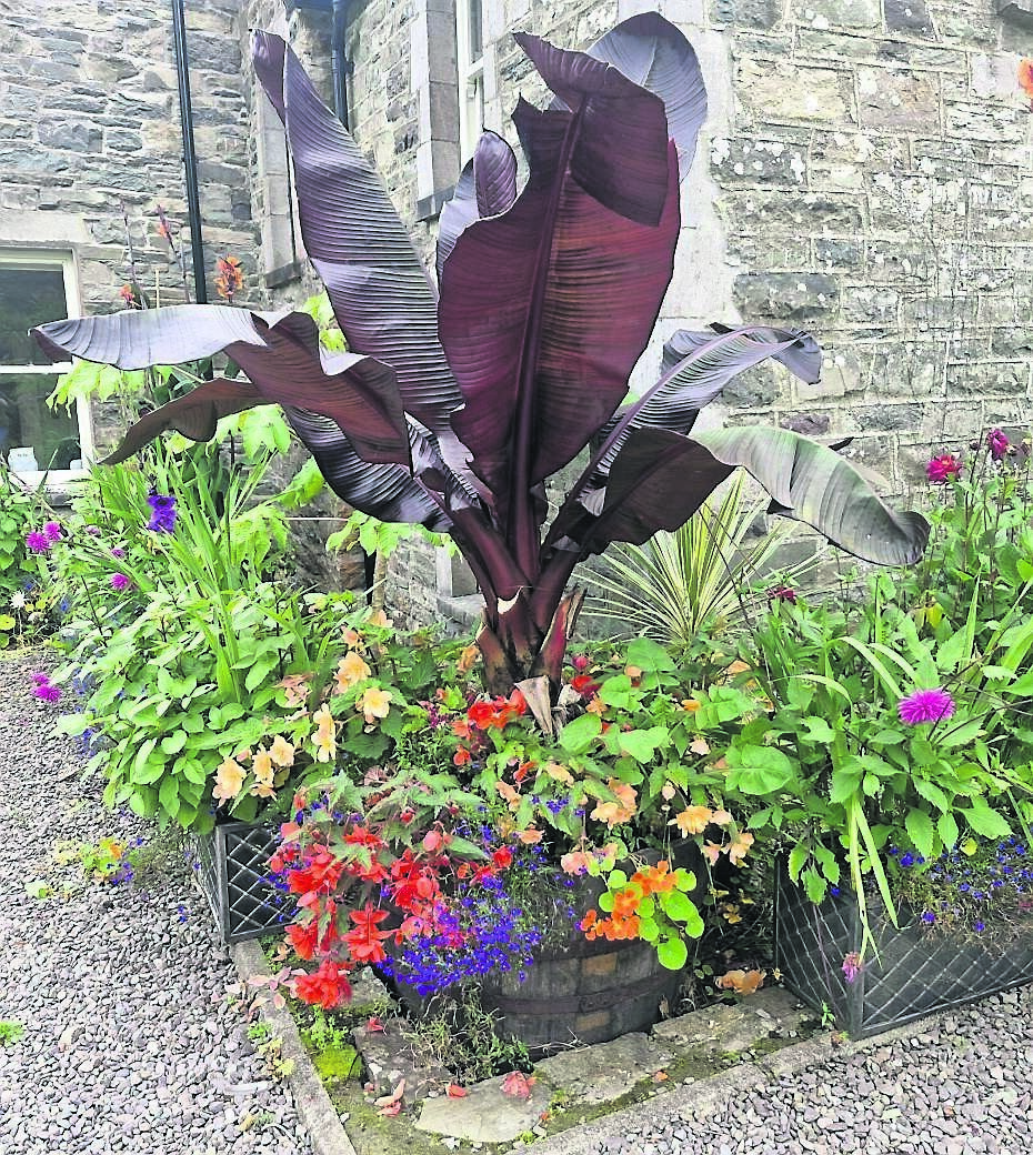 Dahlias, begonias, canna and the dramatic foliage of banana combined to exciting effect around Glashnacree House and Gardens, in Derryquinn, Sneem, in late summer. Dahlias, begonias, canna and the dramatic foliage of banana combined to exciting effect around Glashnacree House and Gardens, in Derryquinn, Sneem, in late summer.