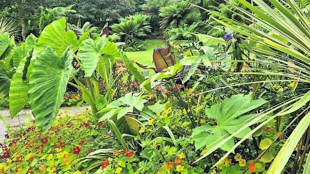 In the Garden: Oasis of tree ferns a great place to visit