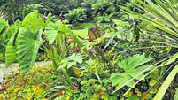 In the Garden: Oasis of tree ferns a great place to visit