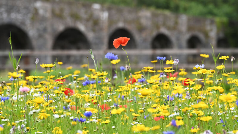 Budget 2025: Cork environmental groups urge Government to ‘prioritise’ climate long-term