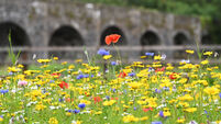 Budget 2025: Cork environmental groups urge Government to ‘prioritise’ climate long-term