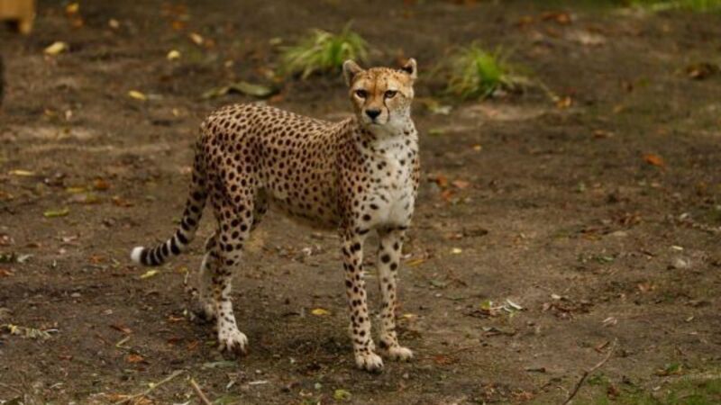 Cheetah from Fota Wildlife Park dies at Edinburgh zoo after short illness Cheetah from Fota Wildlife Park dies at Edinburgh zoo after short illness