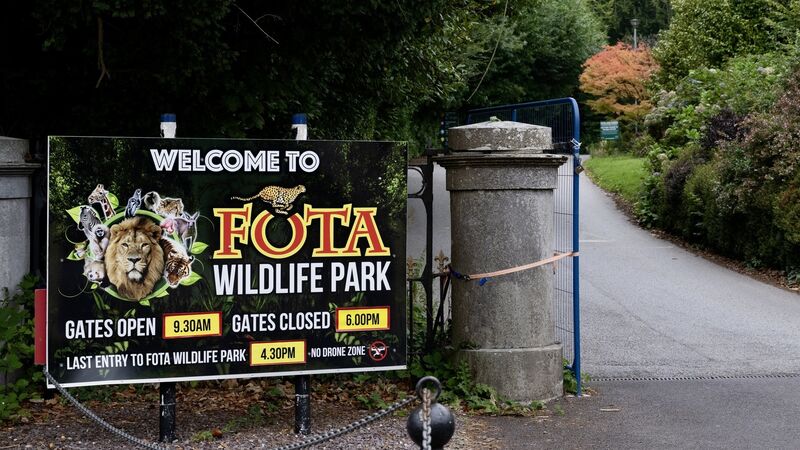 Cheetah transferred from Fota Wildlife Park to Edinburgh Zoo dies after short illness